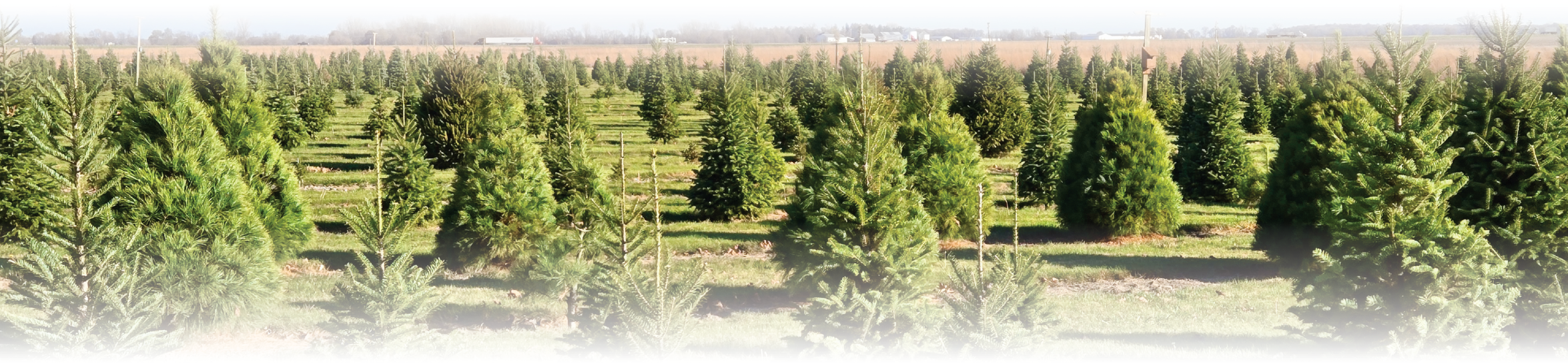 Scioto Prairie trees